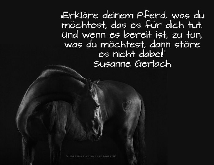 Agora nós mostramos-lhe uma foto com um grande cavalo preto com uma juba preta e olhos negros, idéia para o tema cavalo imagens com citações de cavalo bonito para pensar