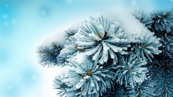zimné obrázok so stromom so snehom a snehovými vločkami - romantické zimné fotografie