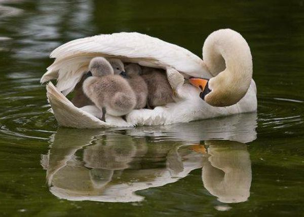 vienas-gulbė su kūdikiais-gražus-gyvūnas-nuotraukos vandenyje