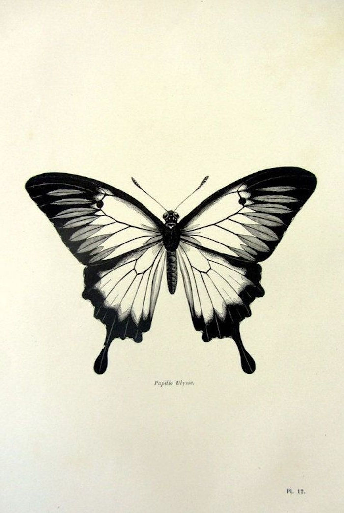 Teraz vám ukážeme jednu z našich najobľúbenejších myšlienok pre čierny lietajúci motýľ s veľkými čiernymi očami