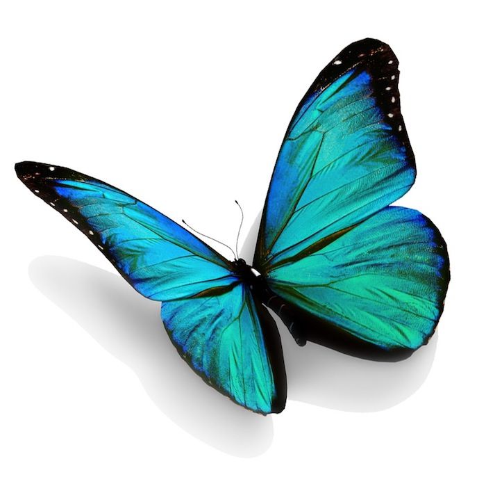 Her er blå og veldig vakker eventyrblå sommerfugl - en god ide for en tatovering med en blå sommerfugl