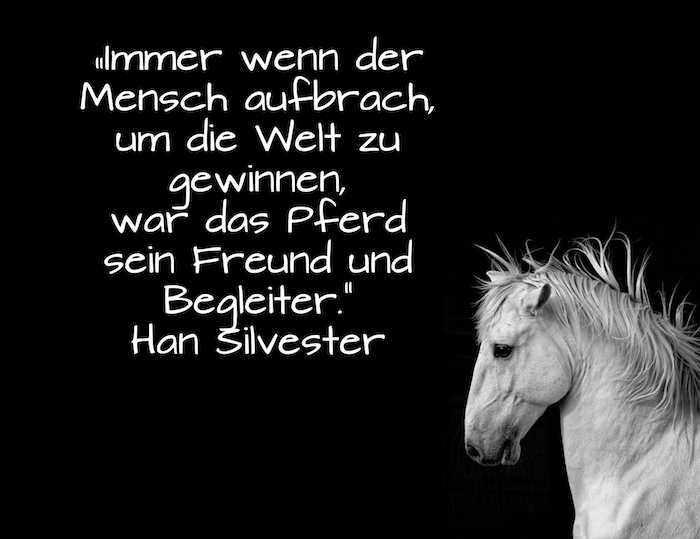 citazioni di cavalli ispiratori e immagini di cavalli - ecco un'immagine di un piccolo cavallo bianco con una criniera bianca e densa e occhi neri