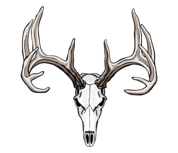 Czaszka jelenia z dużymi brązowymi rogami - tatuaż czaszki