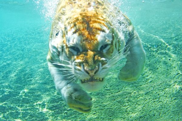 vienas-tigras-plūdės-po vandeniu-gražus-gyvūnai-nuotraukos-super įdomus