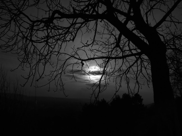 den blå månen på natten och ett träd - en mycket sorglig bild att gråta
