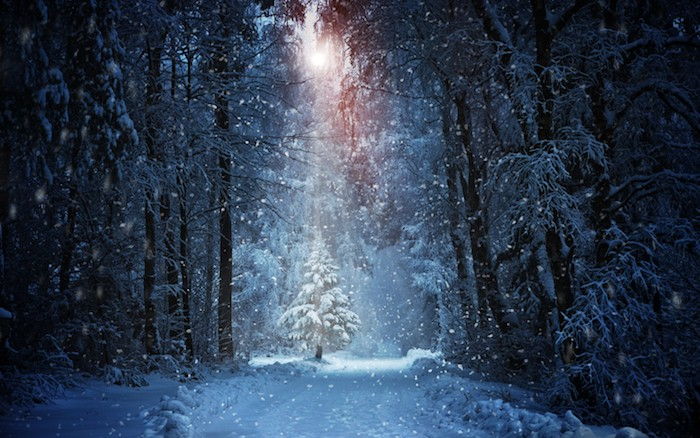 les s mnohými stromami. sneh a jedľa - krásne zimné fotografie