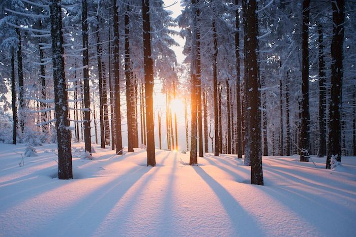 o pădure cu zăpadă și mulți copaci la apus - cer și soare - imagini frumoase de iarnă