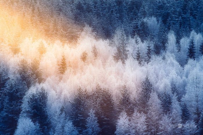 miškas su daugybe baltos ir juodos medžių ir sniego saulėlydyje - romantiškos žiemos nuotraukos