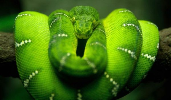 a-grön-orm-vackra-djur-bilder-super coolt foto