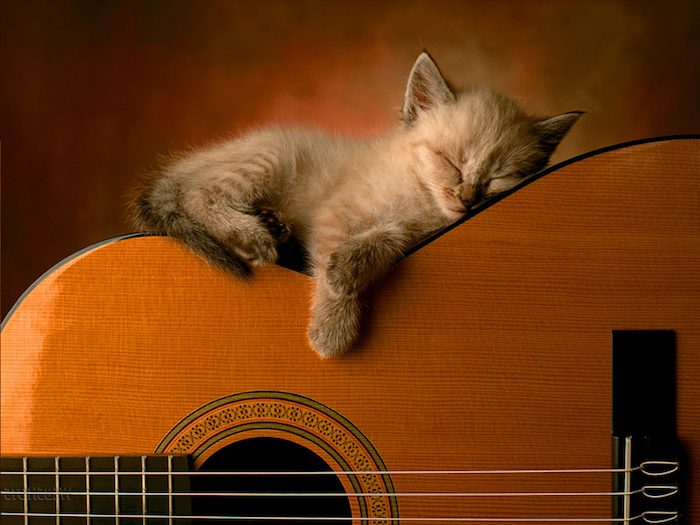 pisica de dormit gri, drăguță, drăguță, cu un nas roz și o mare gitară portocalie - poze haioase de noapte bună