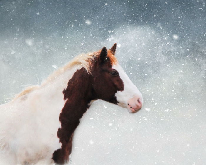 en illustrasjon-hest-i-snø