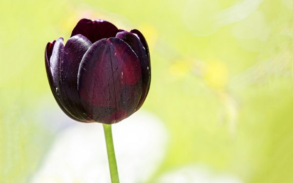 a-zelo lepa-cvet-črno-tulipanov