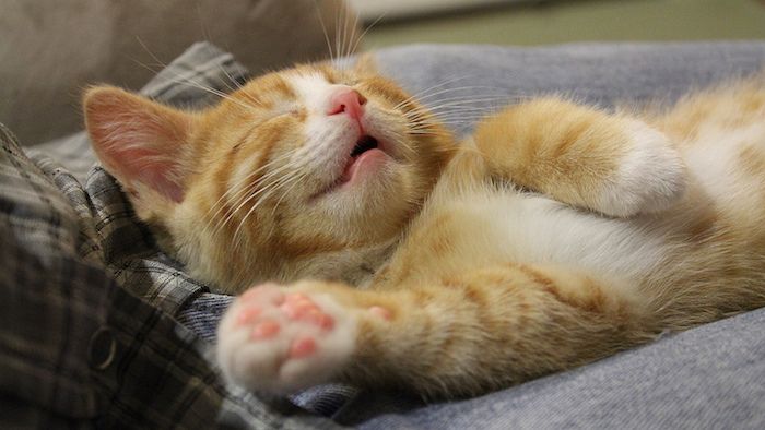 Hier is een kleine schattige slapende gele kat en een bed - heel leuke foto's van de goede nacht voor WhatsApp
