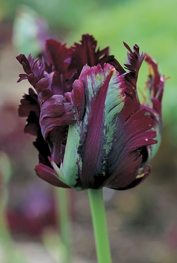 super-zaujímavá-black-tulipán