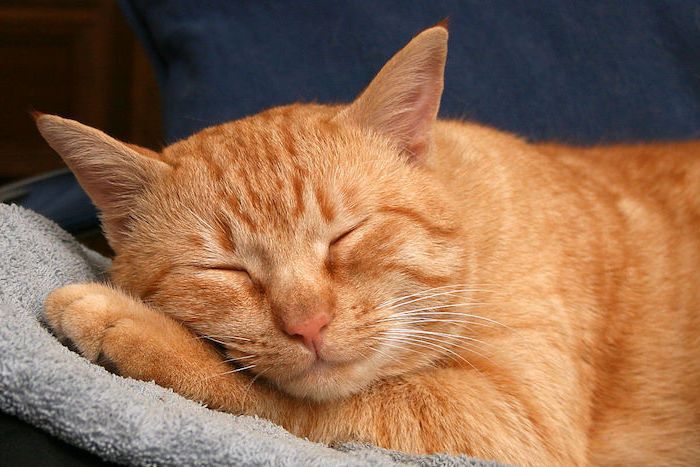 goedenacht, mijn geliefde foto's - een grote oranje slapende kat met een roze neusje