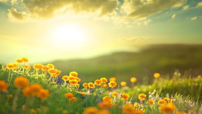 Imagini buni dimineata de flori portocalii pe o pajiște aprinsă de soarele de dimineață