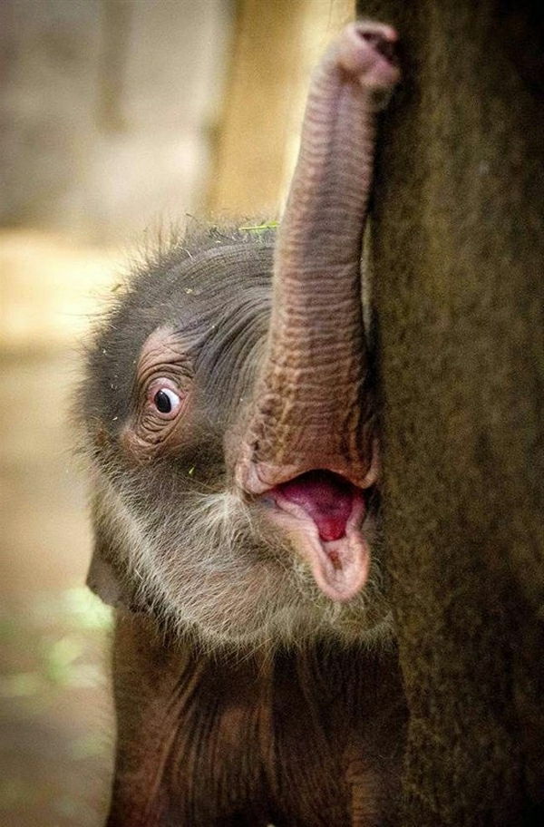 -Bebek-fil-süper benzersiz görüntü-tatlı