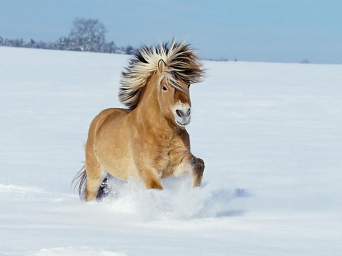unik foto hest i snø