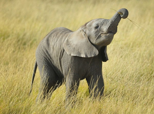 bir zamanlar-güzel-foto-by-bebek-fil