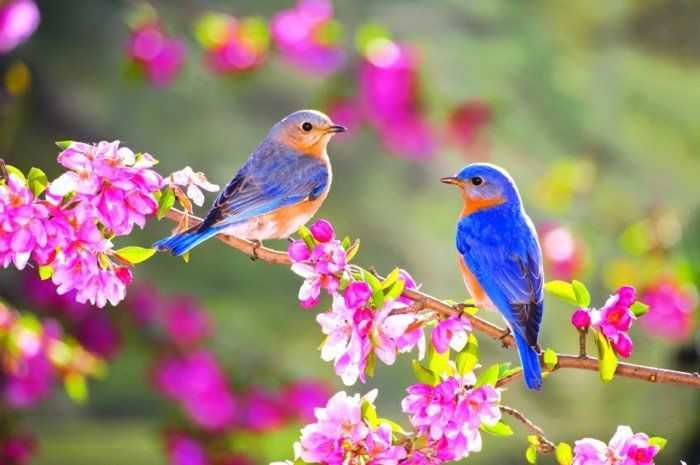 unika fåglar-med-fantastiska-färgglada fjädrar