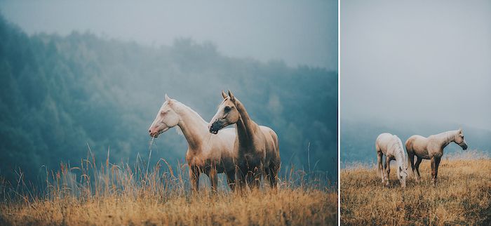 Twee geweldige paardenfoto's met vier prachtige brouwpaarden met blauwe ogen en dichte manen, foto met een geel gras en een bos met groene bomen