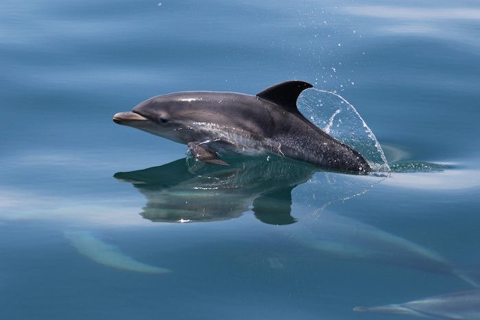 dai un'occhiata a questa idea in materia di immagini delfine - ecco un delfino grigio che salta sopra l'acqua blu del mare