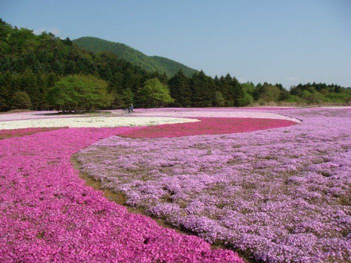 unikalne-site-polowych z fioletowe kwiaty