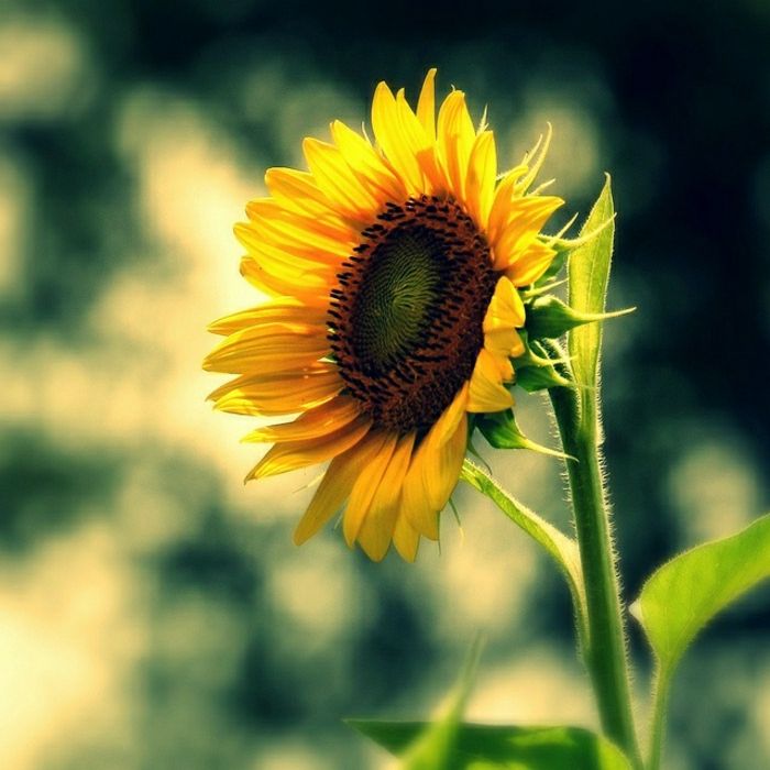 only-ensam Sunflower vacker fotokonst