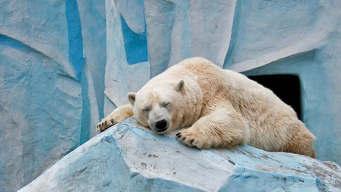 god natt bilder for whatsapp - her er en sovende hvit bjørn med en svart stor nese is oss