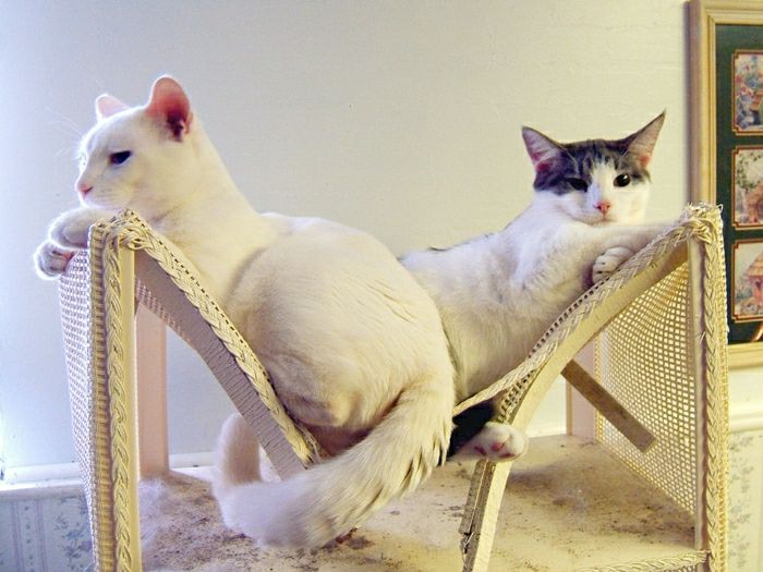 Şık varyant Kedi Hamak Yaz Modeli