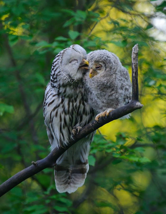 Ouderlijke liefde in het vogelrijk, moeder en baby, schattige dierenfoto's, schattige babybeesten met hun ouders