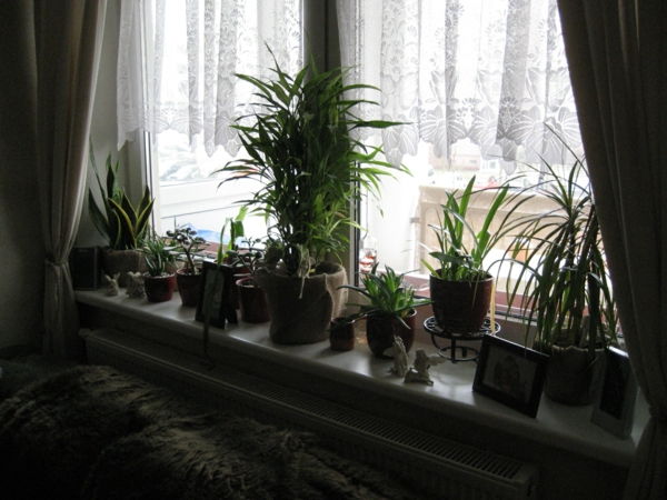 izpolnjujejo the okna, veliko število vrst in rastlinami