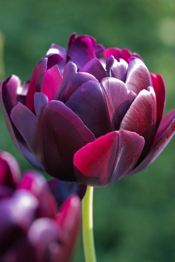 utrolig tapet tulipan-plante tulipaner-the-buy-tulipan-tulipan-in-amsterdam-tulipan tapet
