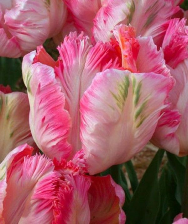 tapeter tulipan-plante tulipaner-the-buy-tulipan-tulipan-in-amsterdam-tulipan tapet utrolig ---