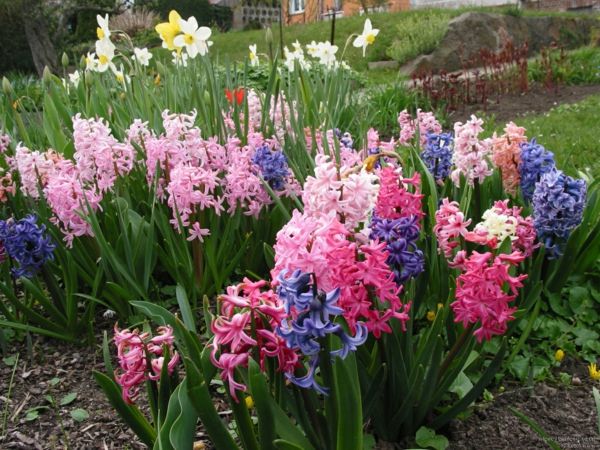 amazing-Hyacinth-i-forskjellige-vakre-farger
