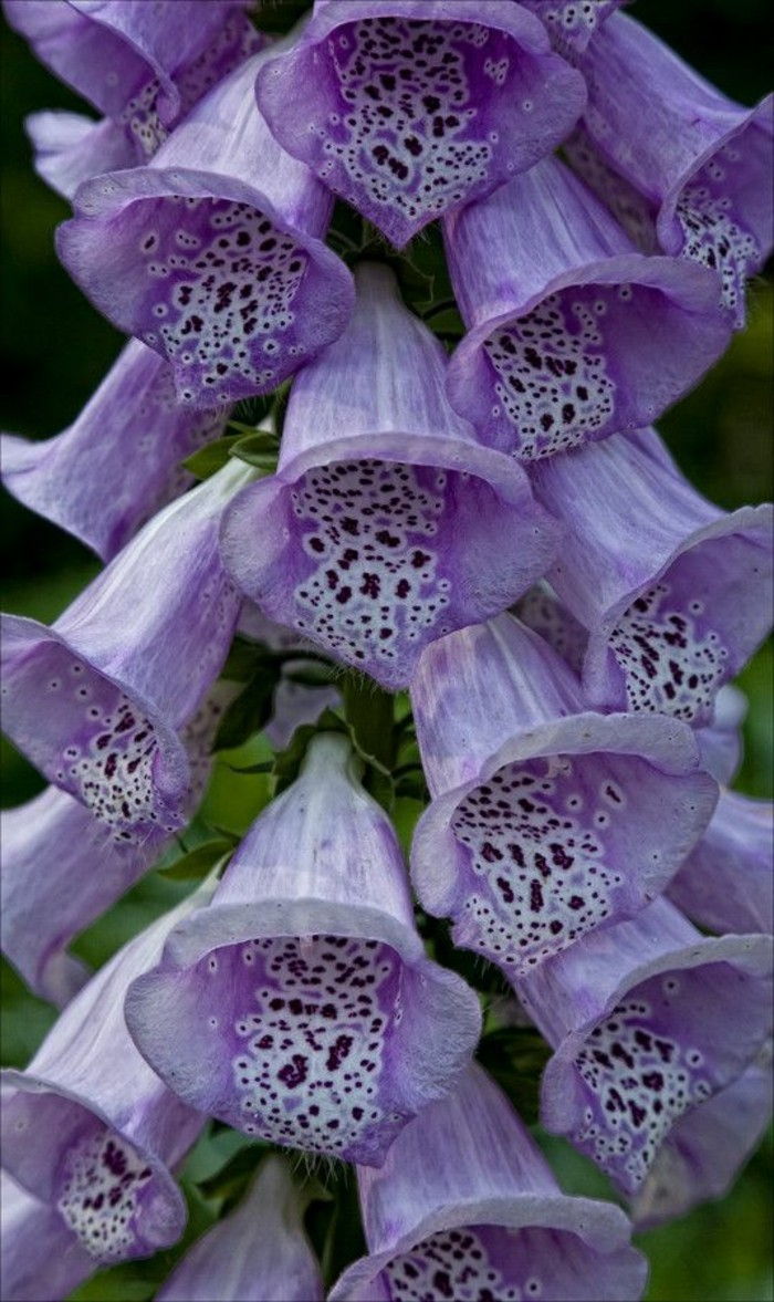 decorat exotically violet floare fotografie-de-nah