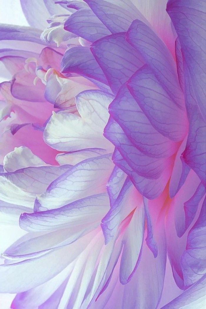 nuanțe exotice specii de flori floare-in-romantic-roz-violet