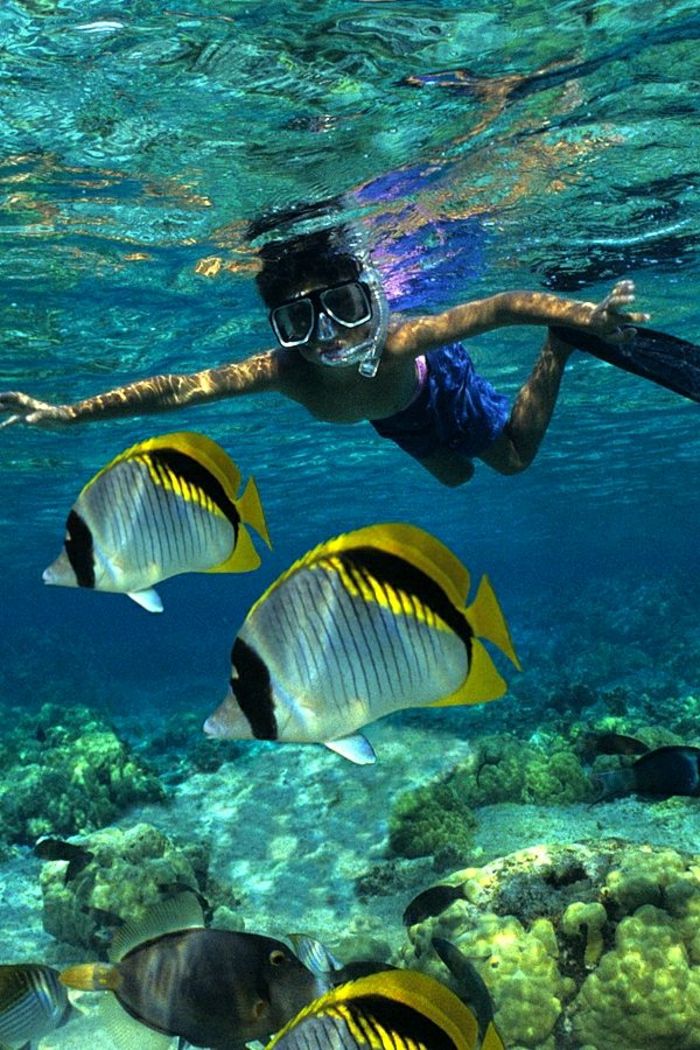 eksotisk fisk-med-vann attraksjon Ocean Big Island Hawaii