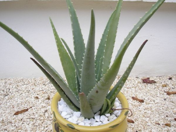 egzotiškas namas augalai Aloe-Vera su-balta-akmenų