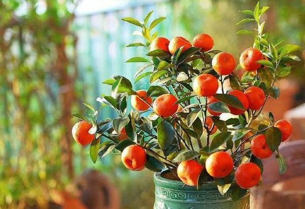 egzotiškas-kambariniai augalai-su-vaisiais-Tangerine-in-namuose