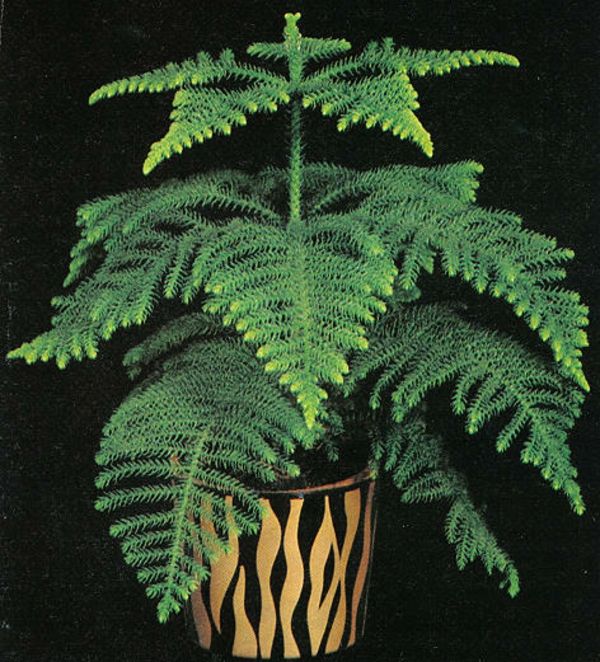 exotické izbové rastliny-izbový-jedľa-zeleno-listy-in-hrnca