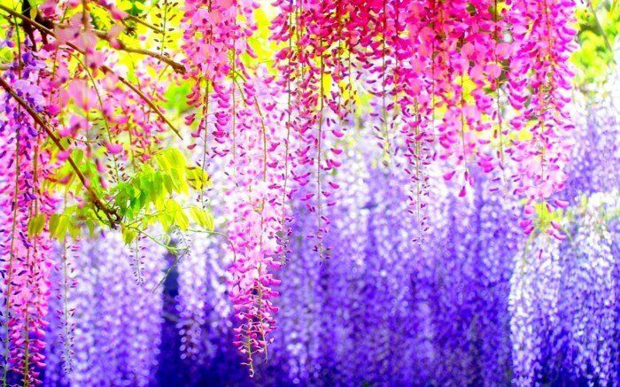 Fabulous Foto färgstarka hängande Blossom