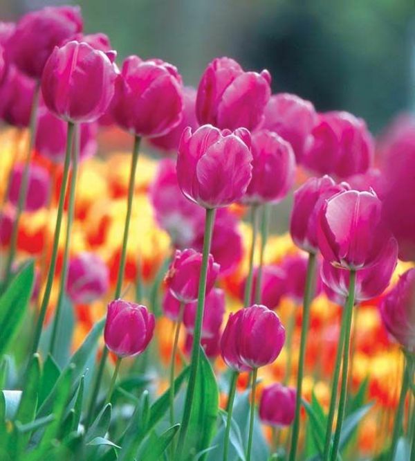 Tulip-the-buy-tulipan-tulipan-in-amsterdam-tulipan tapet Spring Flowers Jobb tapet tulipan-planting
