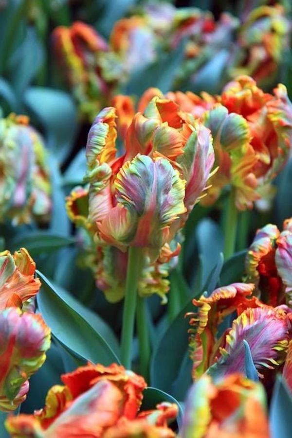Buy-tapet tulipan-plante-tulipan-tulipan-in-amsterdam-tulipan tapet tulip-- fantastisk
