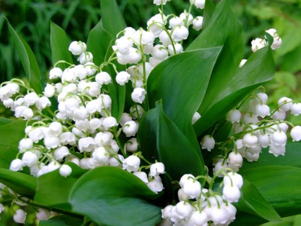 fantastisk-blomster-for våren-vårblomster-i-hvitt-i-hagebruk
