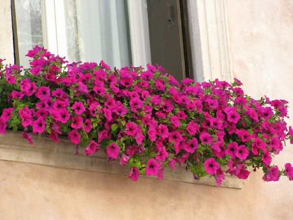 fantastinis - balkono gėlių dėžutė su balkonu su rožine gėlių dėžute