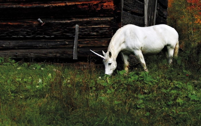 poze cu unicorn drăguț - un unicorn alb, cu ochi negri mici și un corn lung și iarbă
