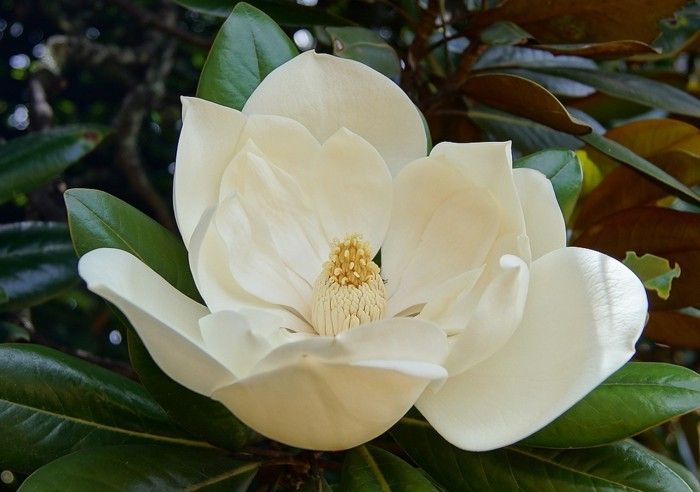 Culoare-magnolie unic Floral Stil foarte frumos-uite