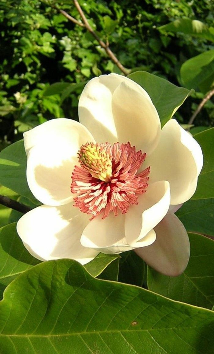 spalva-magnolija-graži gėlė-labai-Nica-niuansų