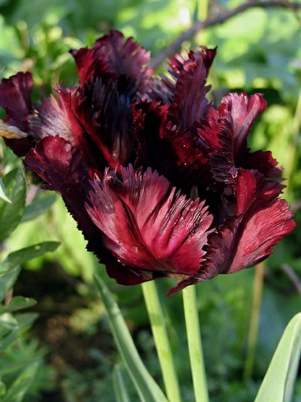 fascinerende bakgrunns tulipan-plante tulipaner-the-buy-tulipan-tulipan-in-amsterdam-tulipan tapet